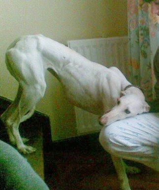 Respuesta a un correo