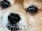 Redes sociales para dueños perros