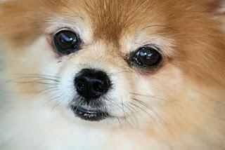 Redes sociales para dueños de perros