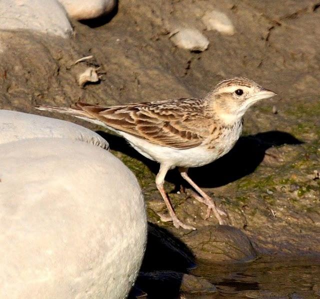 2ª SALIDA DE JULIO AGUA Y SED/2nd JULY OUT WATER AND SED