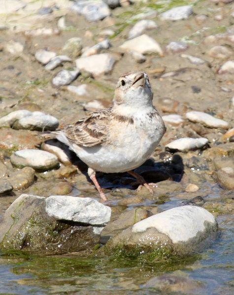 2ª SALIDA DE JULIO AGUA Y SED/2nd JULY OUT WATER AND SED