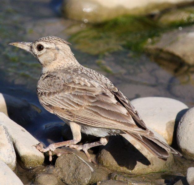 2ª SALIDA DE JULIO AGUA Y SED/2nd JULY OUT WATER AND SED