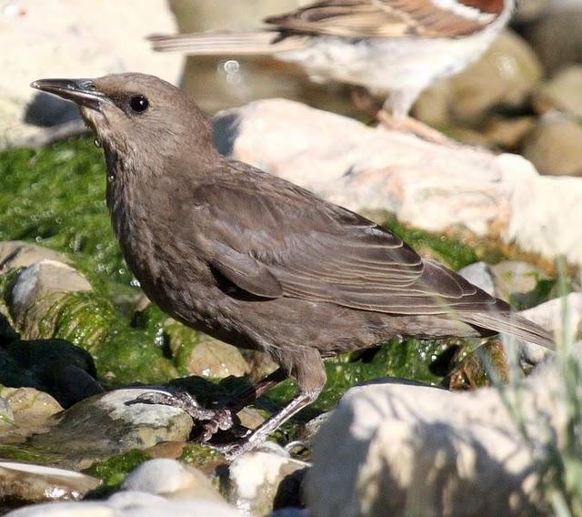 2ª SALIDA DE JULIO AGUA Y SED/2nd JULY OUT WATER AND SED