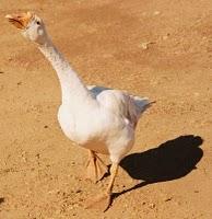 Derechos de los animales (7)