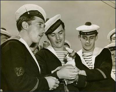 Gatos marineros
