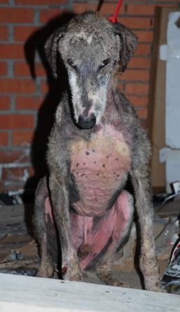 El Refugio salva a Ñapas, un perro abandonado y enfermo de leishmania