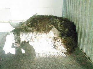 En busca de un milagro . Muñeco. (Madrid)