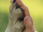 noticia para esperanza. principio perreras Andalucia????