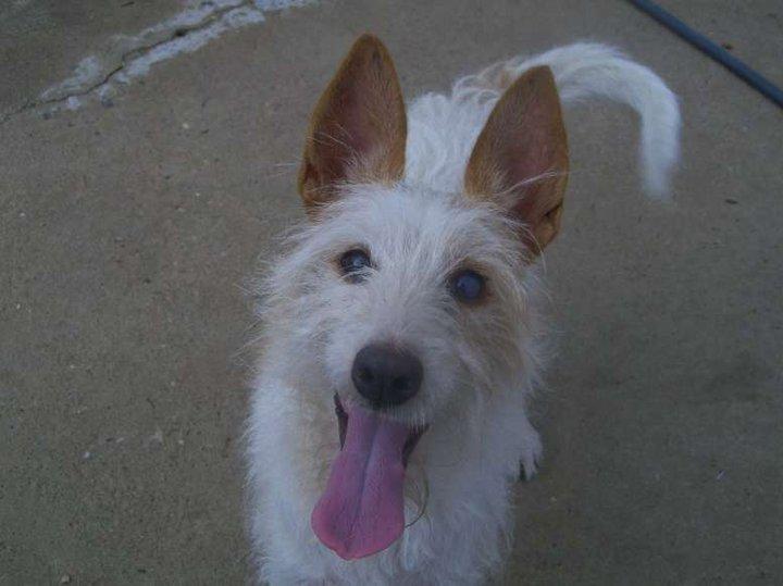 Historias de adoptados . Podenca de la gravera