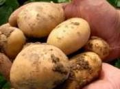 patata transgénica como mejora potencial competitividad sector