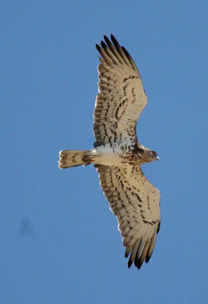LAS REINAS DEL CIELO RAPACES/PREY THE QUEEN OF HEAVEN
