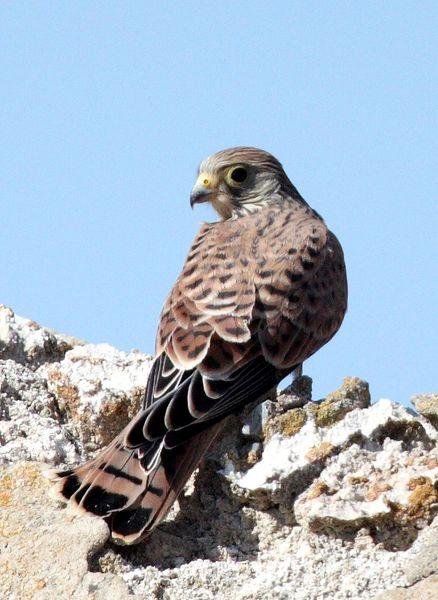 LAS REINAS DEL CIELO RAPACES/PREY THE QUEEN OF HEAVEN