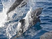 partículas totalidad