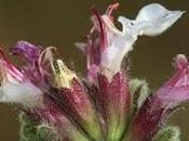 Teucrium rotundifolium Schreb.