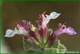 Teucrium rotundifolium Schreb.