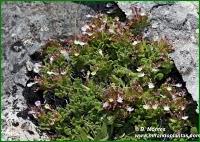 Teucrium rotundifolium Schreb.