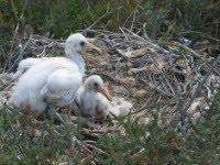 Se descubre una nueva colonia de espátulas en el Parque Natural Bahía de Cádiz