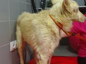 Novedades ángel podenco luchador