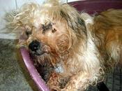 Perrera Jerez, viejito