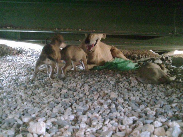 galga CUERDA EN EL CUELLO...ha parido 6 cachorrillos,PUEBLA DE CAZALLA,