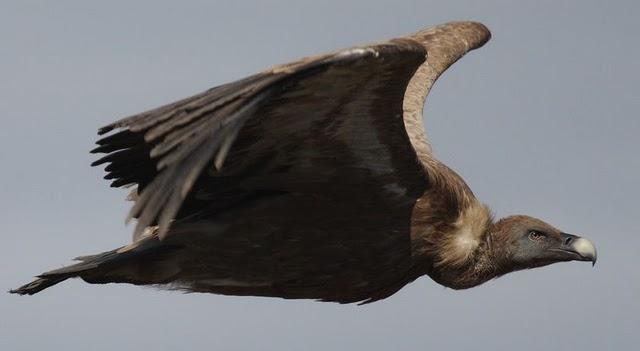 ESPECIAL BUITRES LEONADOS/SPECIAL Griffon Vulture