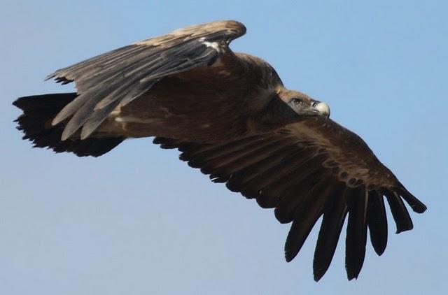 ESPECIAL BUITRES LEONADOS/SPECIAL Griffon Vulture