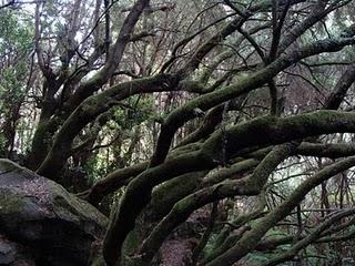 La Palma: desde la Caldera de Taburiente hasta el baile de los Enanos