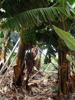 La Palma: desde la Caldera de Taburiente hasta el baile de los Enanos
