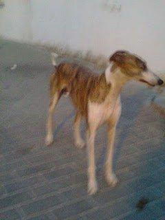 Galgo que corre peligro de caer en malas manos :( (Sevilla)