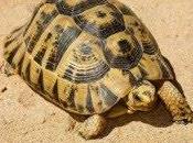 Reintroducen centenar tortugas moras zona Sierra Cabrera