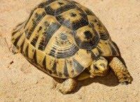 Reintroducen un centenar de tortugas moras en la zona de Sierra Cabrera