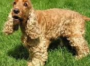 Cocker spaniel anglès