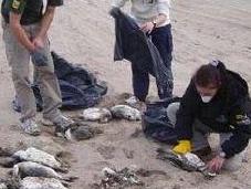 Hallan cientos animales muertos litoral Paulo