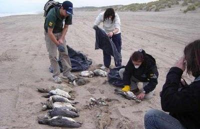 pinguino+muerto_patagonia+argentina_brasil_sarah+abilleira