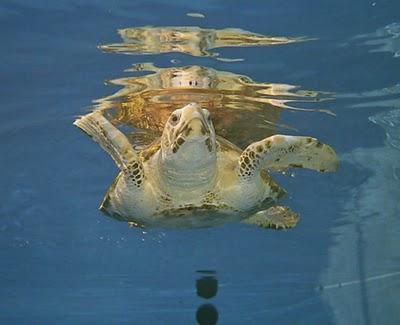tortuga+marina_sarah+abilleira