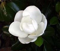 Centro de mesa de magnolias en papel
