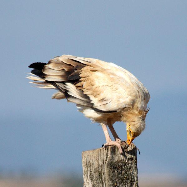 ALIMOCHE EL BUITRE BLANCO/NEOPHRON PERCNOPTERUS-EGYPTIAN VULTURE