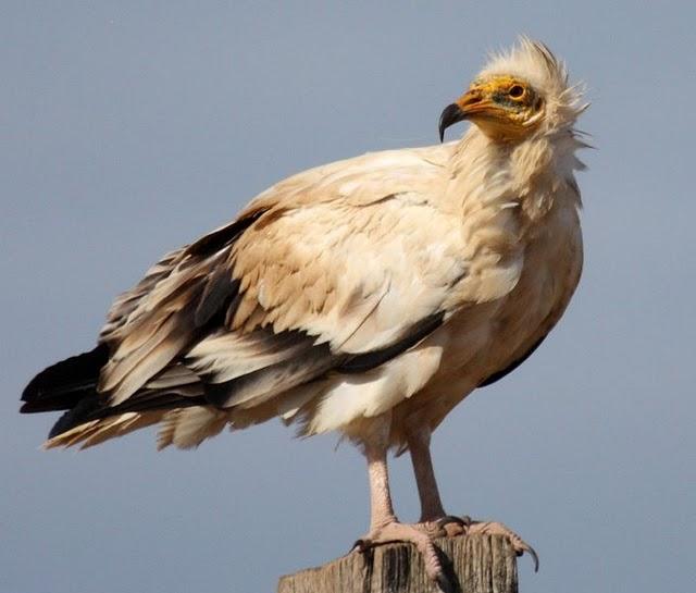 ALIMOCHE EL BUITRE BLANCO/NEOPHRON PERCNOPTERUS-EGYPTIAN VULTURE