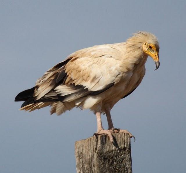 ALIMOCHE EL BUITRE BLANCO/NEOPHRON PERCNOPTERUS-EGYPTIAN VULTURE