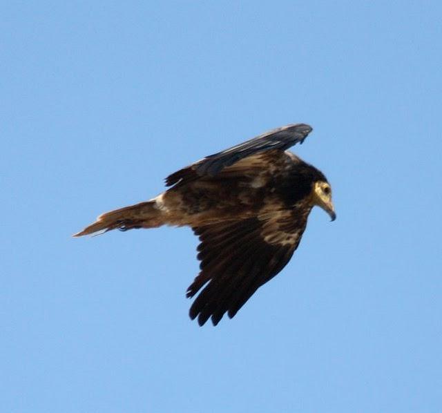 ALIMOCHE EL BUITRE BLANCO/NEOPHRON PERCNOPTERUS-EGYPTIAN VULTURE