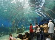 Underwater world: acuario Singapur