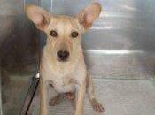 Dumbo, podenco cachorro, sacrifican julio montilla (córdoba)