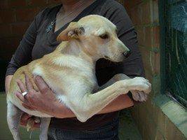 DUMBO, X PODENCO CACHORRO, LO SACRIFICAN EL 29 DE JULIO EN MONTILLA (CÓRDOBA)