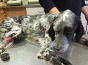 Ulan, abandonado, malherido huesos.