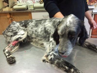 Ulan, abandonado, malherido y en los huesos.