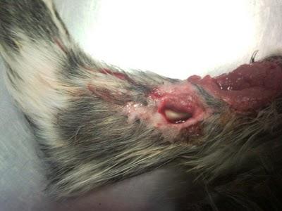 Ulan, abandonado, malherido y en los huesos.