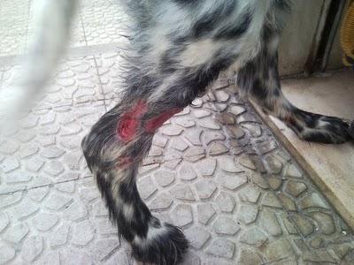 Ulan, abandonado, malherido y en los huesos.