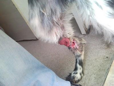 Ulan, abandonado, malherido y en los huesos.