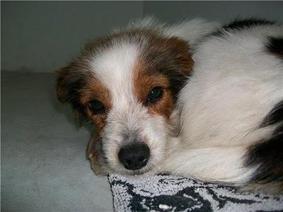 Panchito, pequeñín en adopción (Murcia)