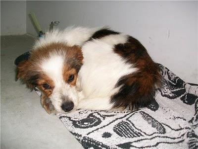 Panchito, pequeñín en adopción (Murcia)